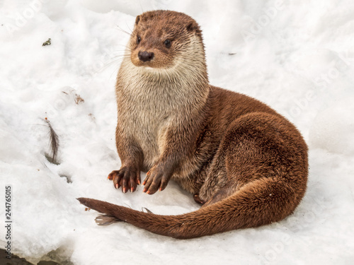 cute otter sitting in snow