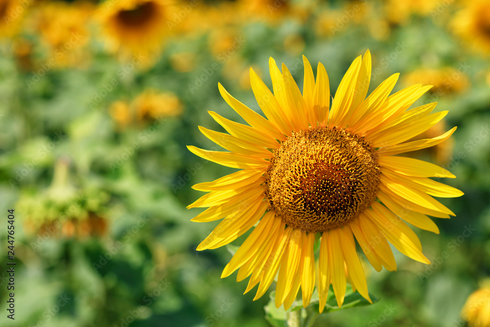 Blooming sunflower in the field on a background of blurred green leaves.