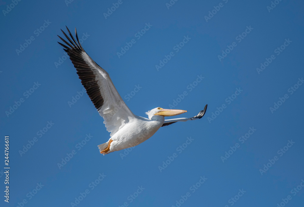 Fototapeta premium Pelican in Red River