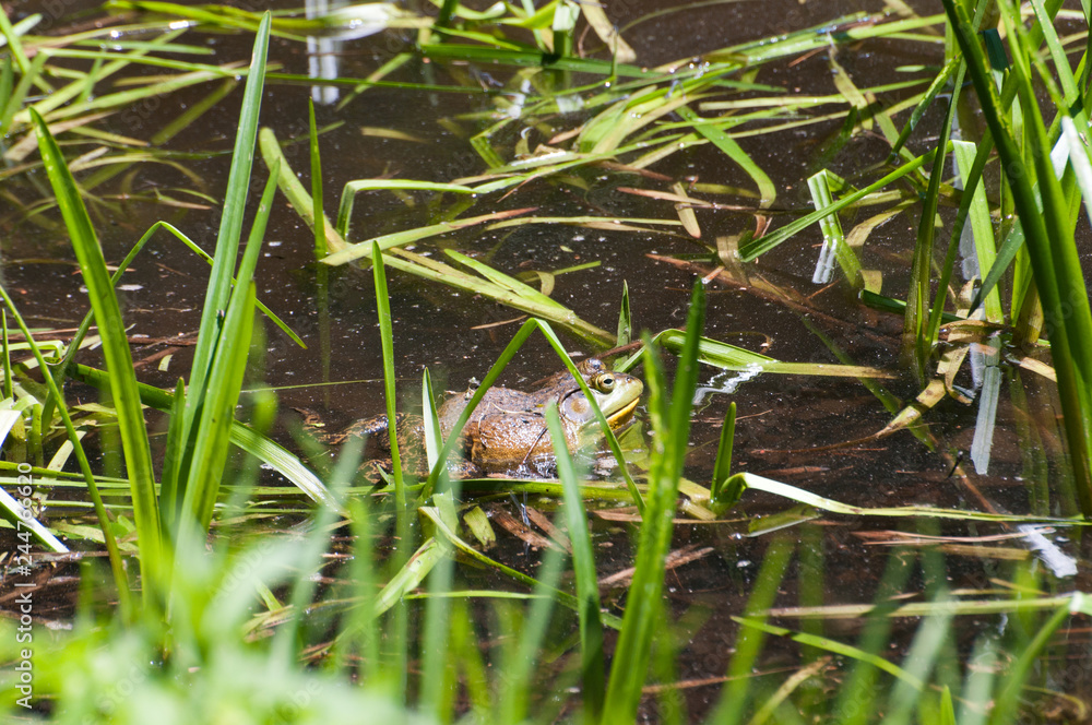 Frog in Grass Frog in Grass