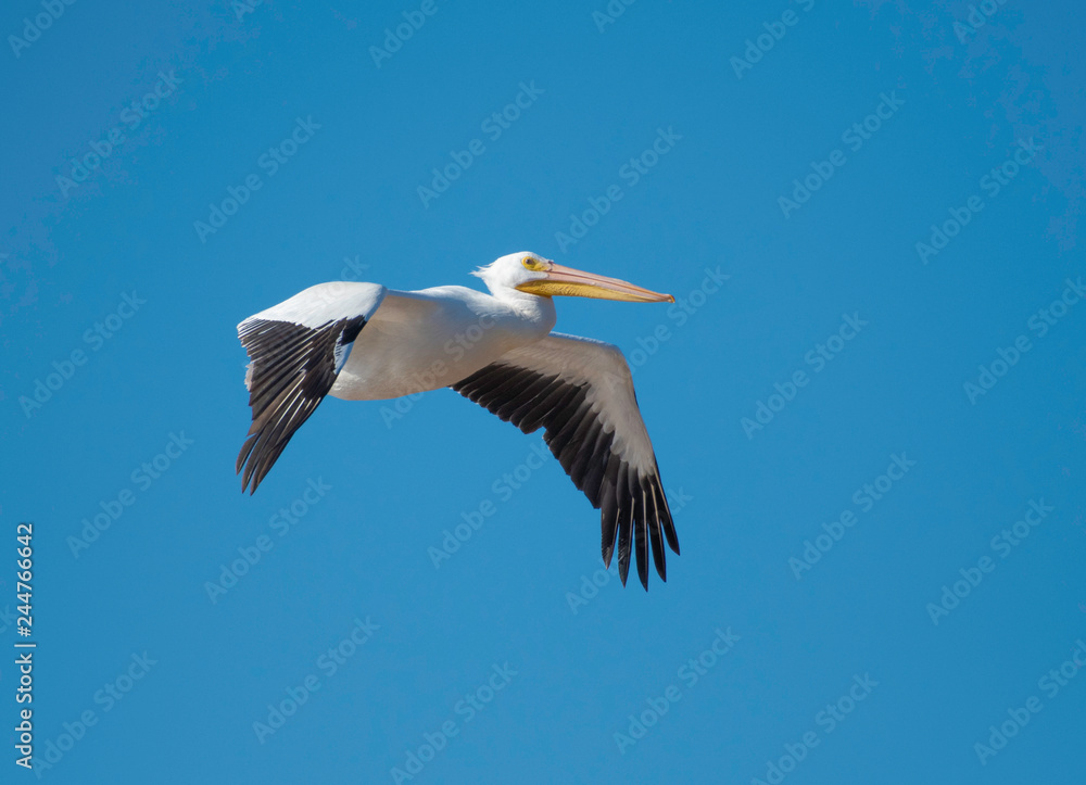 Fototapeta premium Pelican in flight