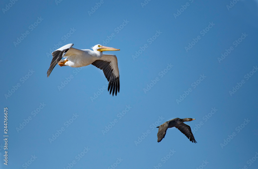 Obraz premium Pelican and cormorant