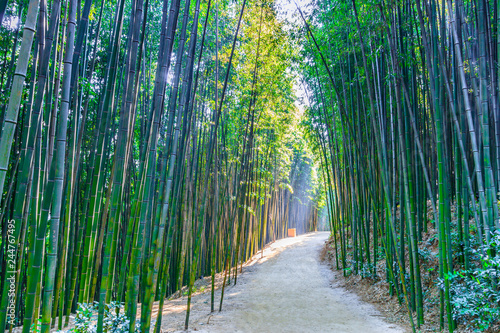 Bamboo forest in Damyang, South Korea