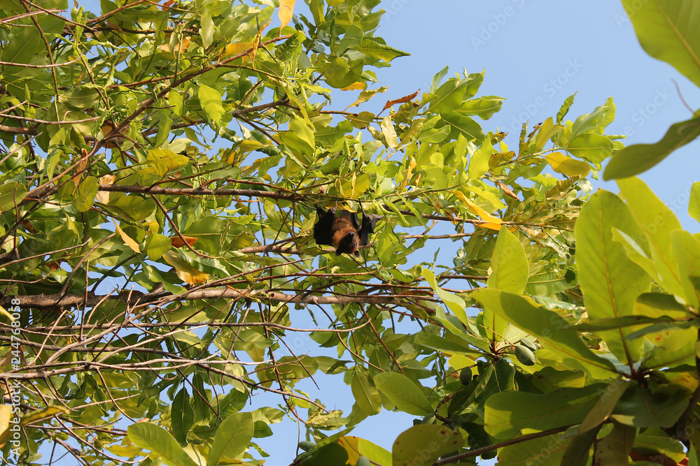 The Large Flying Fox Also Known As The Greater Flying Fox Malayan the-large-flying-fox-also-known-as-the-greater-flying-fox-malayan