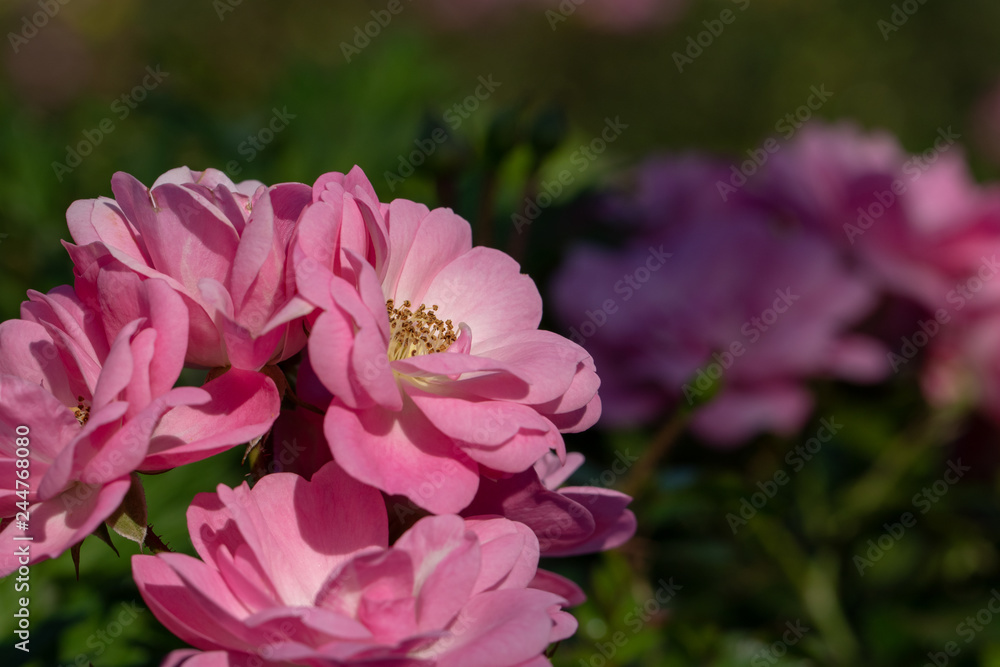 Rose flowers blooming in autumn, Yachiyo city, Chiba prefecture, Japan Rose flowers blooming in autumn, Yachiyo city, Chiba prefecture, Japan