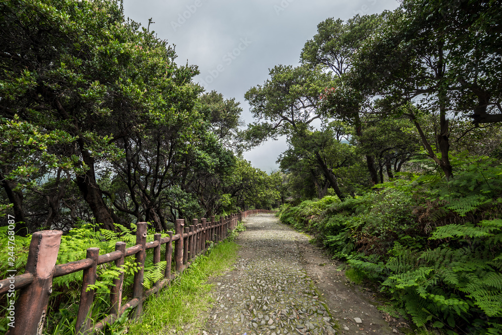 A walking path and fence in a tropical forest