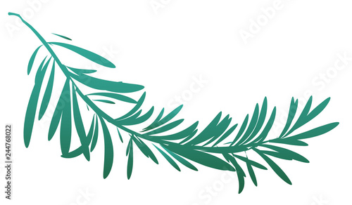 Green rosemary branch isolated 