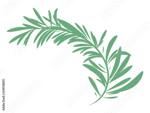  green rosemary branch isolated 