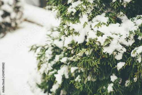 Closeup of thuja evergreen leaves under the snow