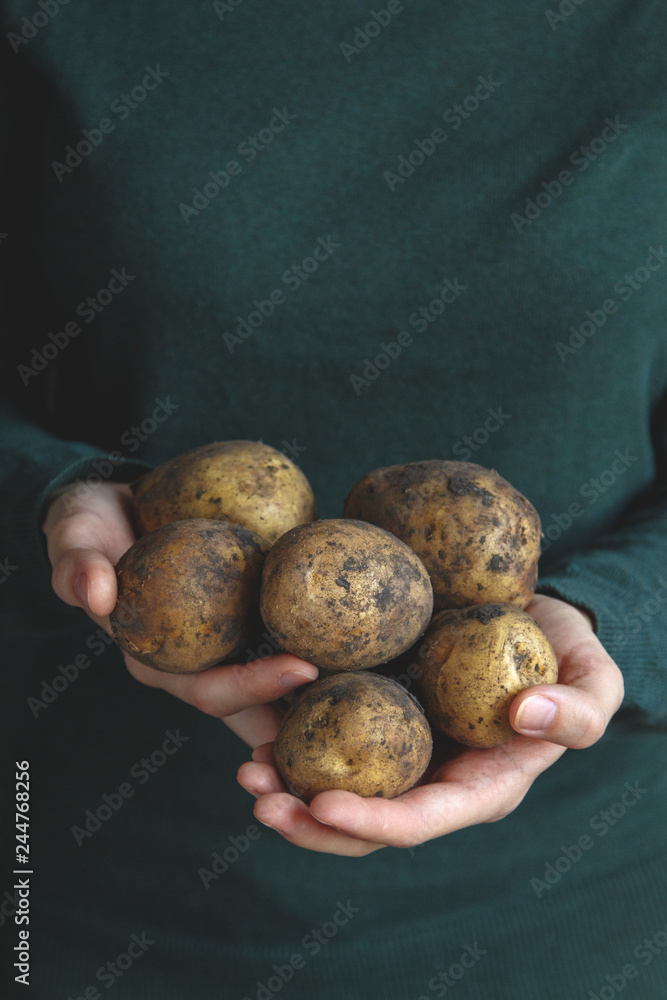 Organic vegetables. Farmers hands with freshly harvested potato. Healthy food. Close up Organic vegetables. Farmers hands with freshly harvested potato. Healthy food. Close up