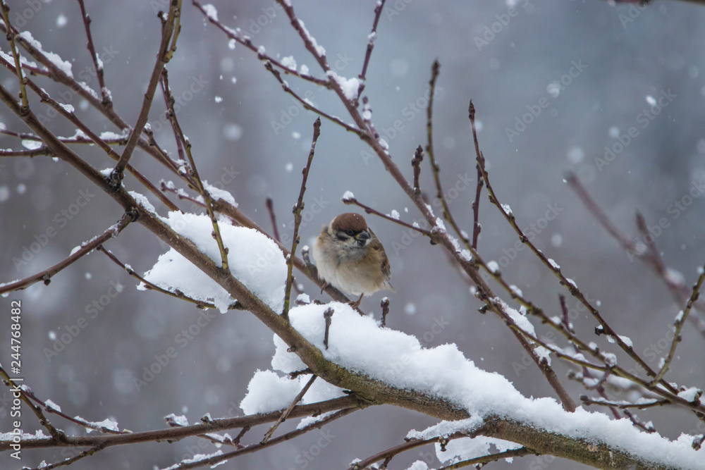 Sperling im Winter Sperling im Winter