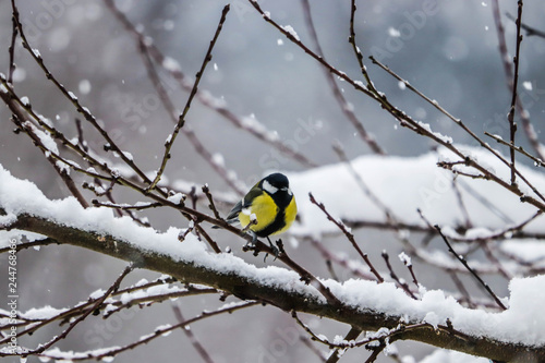 Kohlmeise im Winter © Lukas