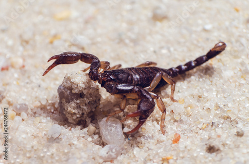 Scorpion creeps on the sand close up