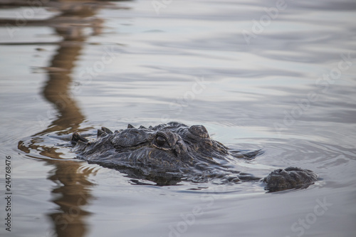 Alligator head in the water, Florida