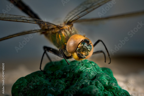 close-up of large dragonfly sitting on green rock