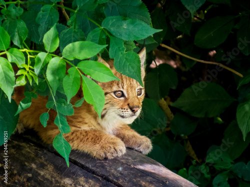 shy lynx kitten observing the world from a hiding place