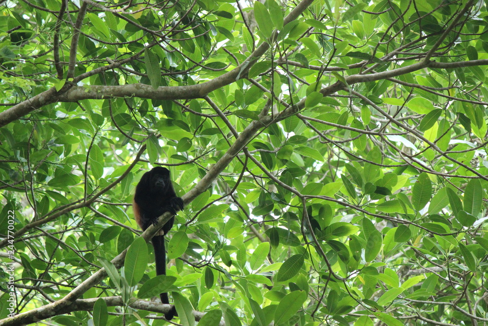 howler monkey in tree howler monkey in tree
