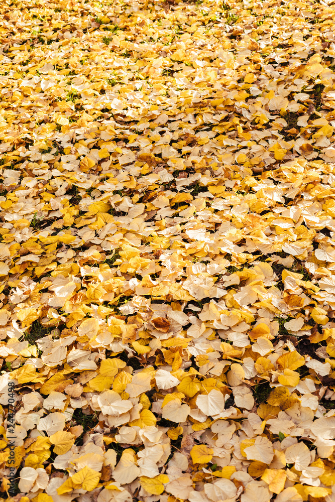 Background of dry autumn leaves Background of dry autumn leaves