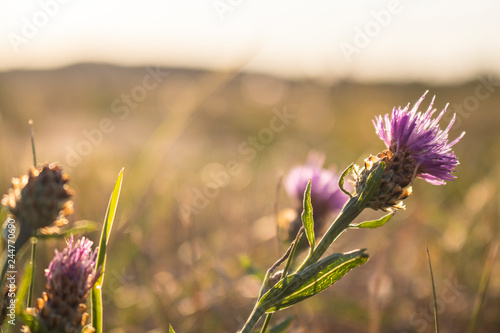 Purple thistle known as woolly distaff thistle photo