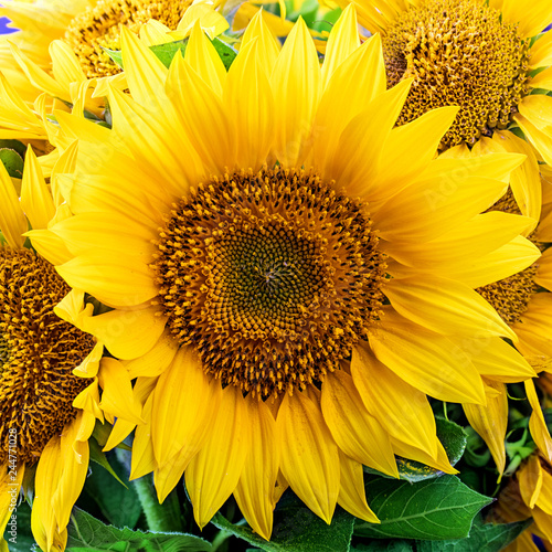 Fototapeta Naklejka Na Ścianę i Meble -  Sunflower natural background. Sunflower blooming.