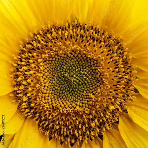 Fototapeta Naklejka Na Ścianę i Meble -  Sunflower natural background. Sunflower blooming.