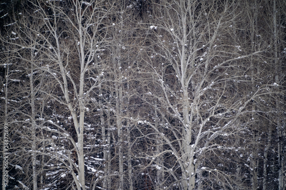 Peaceful winter scene of bare birch trees in the snow Peaceful winter scene of bare birch trees in the snow