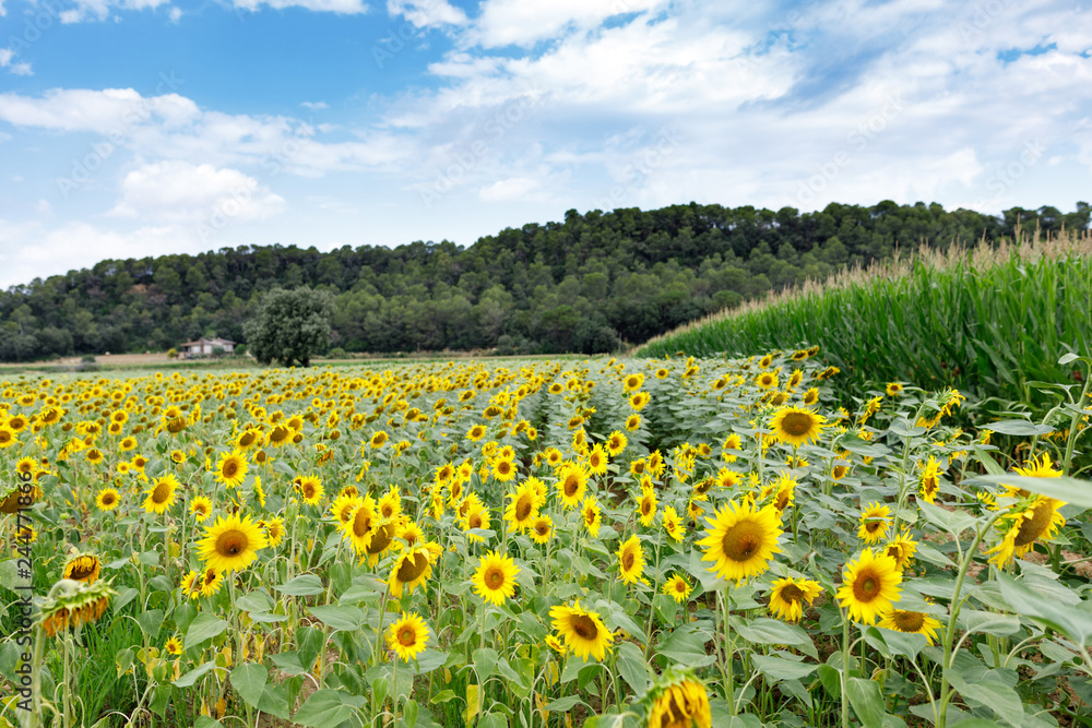 Obraz premium Sunflower field with cloudy blue sky