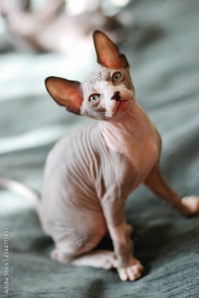 portrait of a bald cat, sphynx kitten spotted. on a dark background