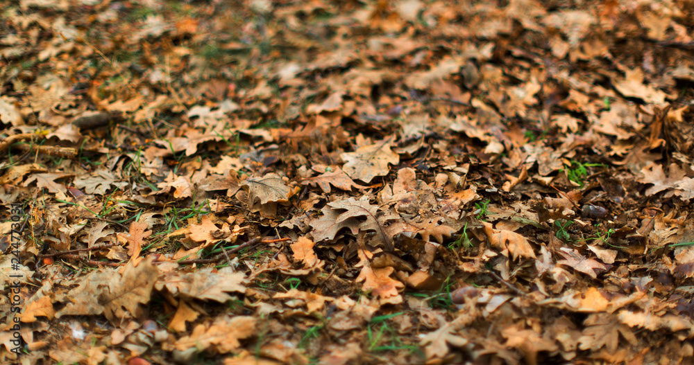 Brown oak leaves fallen on the grass in the winter park