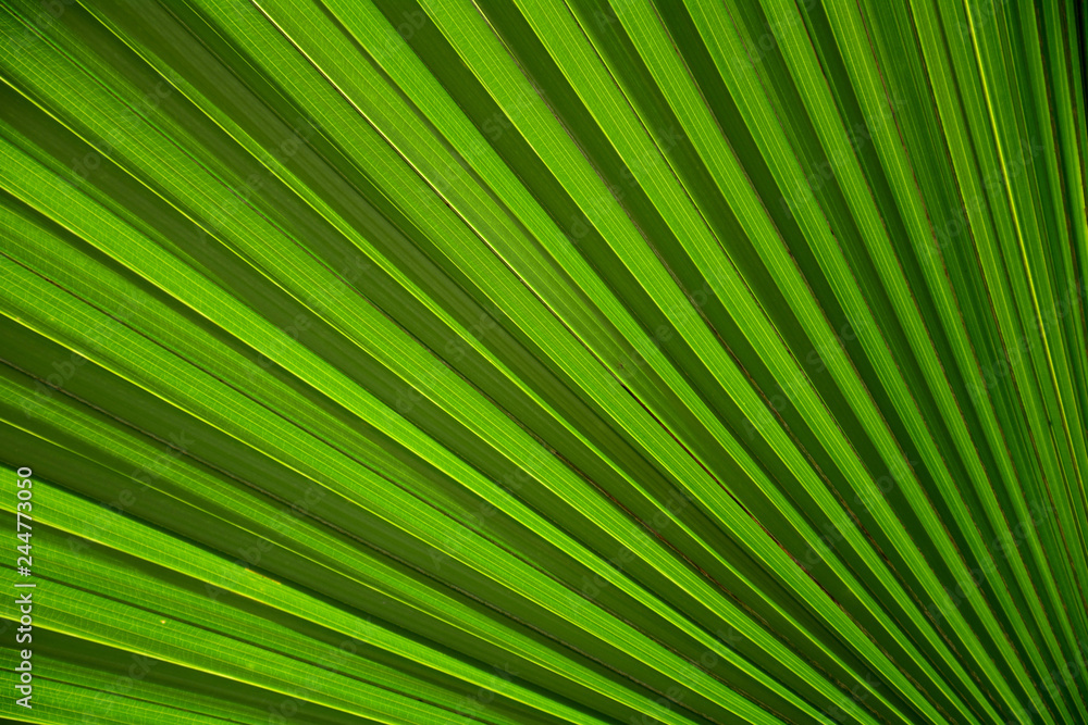 Lines and textures of Green Palm leaves Lines and textures of Green Palm leaves