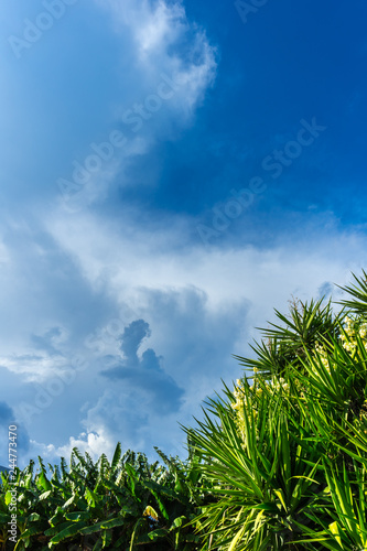 Tropical thunderstorm evolving behind palm trees