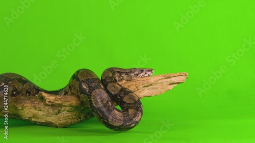 Medium shot of a ball python snake on green screen coiled on a branch and then stretches out photo