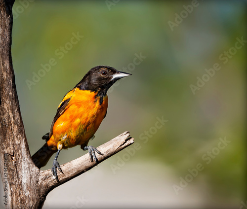 Male Baltimore Oriole perched on a branch