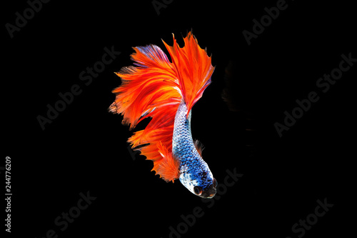 Cuadro en lienzo The moving moment beautiful of orange and blue siamese betta fish or fancy betta splendens fighting fish in thailand on black background