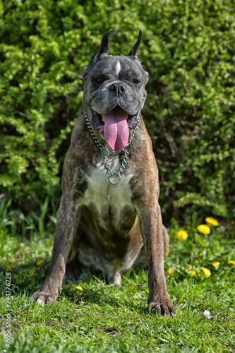 German boxer with cropped ears photo