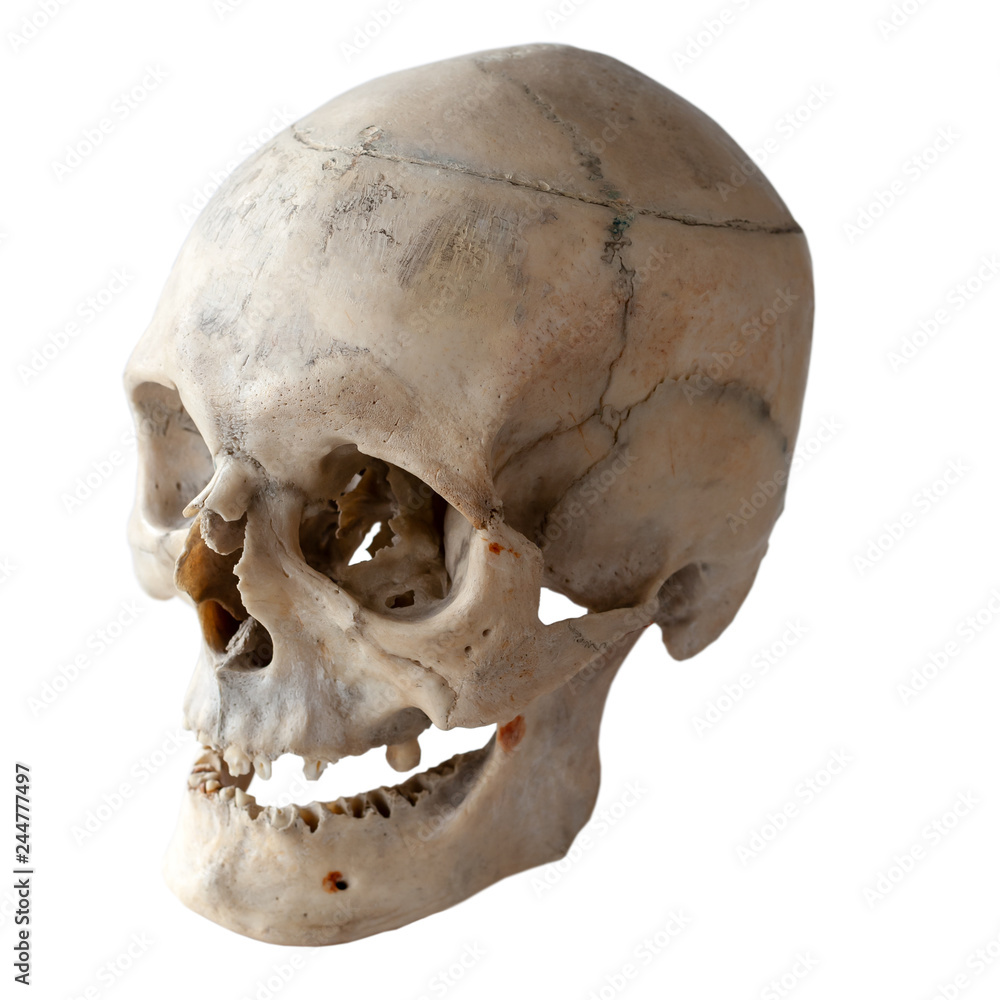Obraz premium Anatomy of a human skull. Three-quarter angle. Isolated on white.