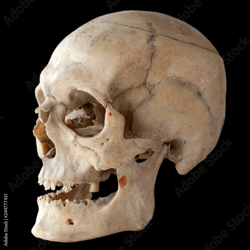 Anatomy of an adult human skull, side view. Isolated on black.