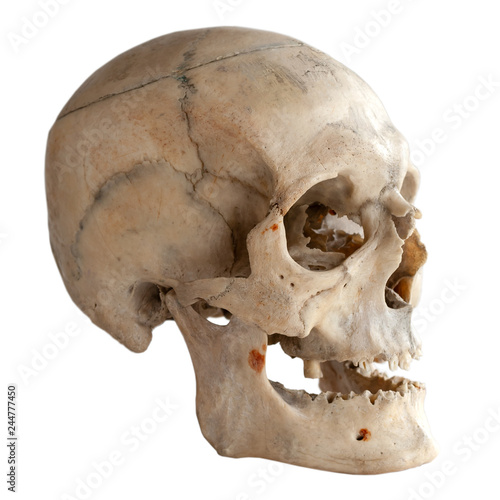 Human skull, side view. Isolated on white.