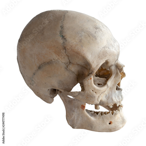 Human skull, side view. Isolated on white.