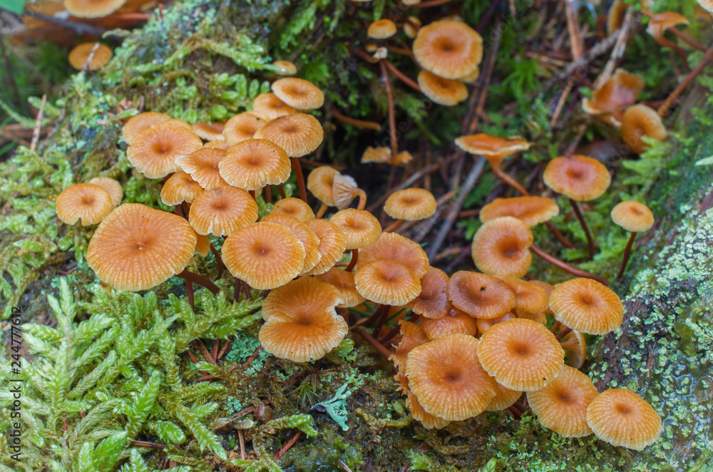 group of small psilocybe mushrooms, growing in the forest among moss group of small psilocybe mushrooms, growing in the forest among moss