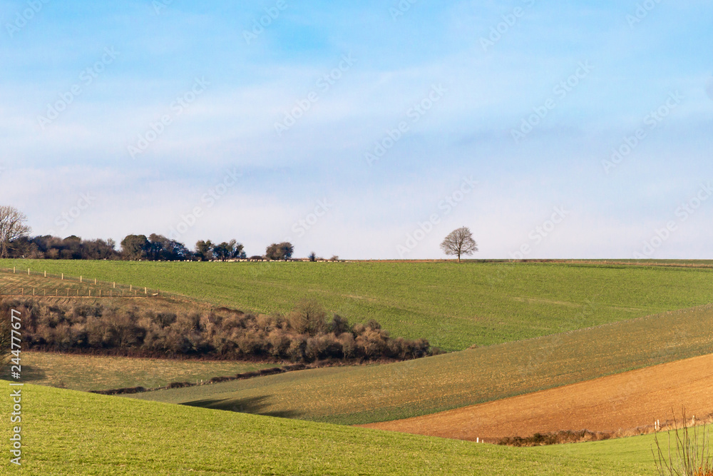 A bare tree on the horizon of a Sussex rural landscape