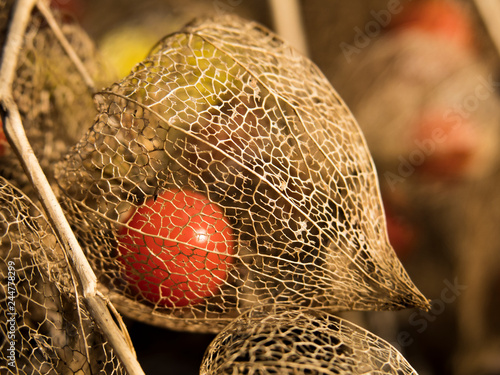 Physalis