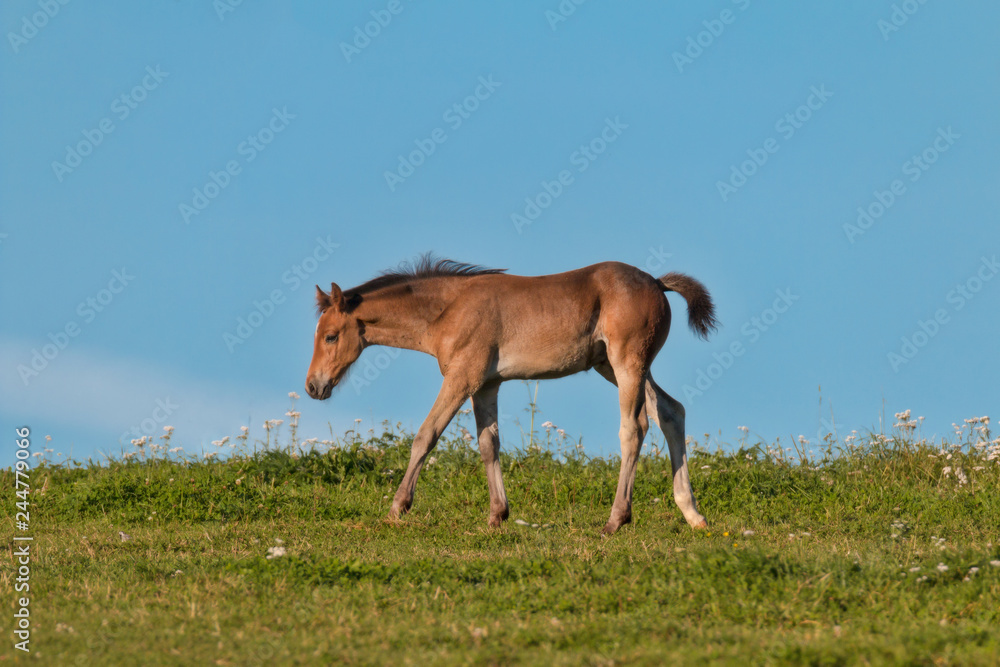 Obraz premium cute foal in pasture against blue summer sky