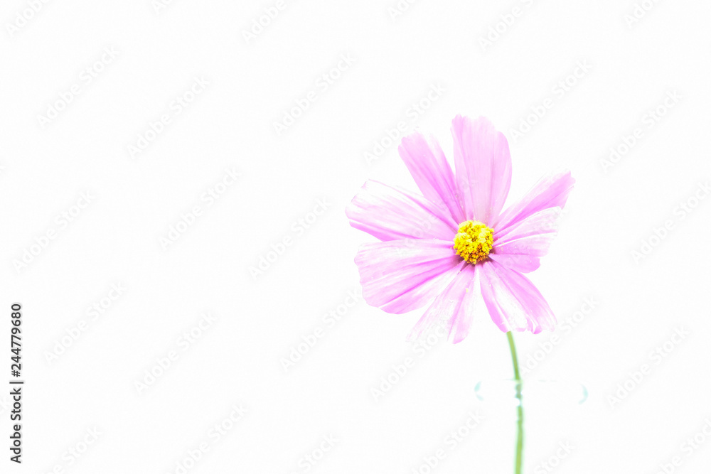 Rosa Cosmea Blume vor weißem Hintergrund isoliert