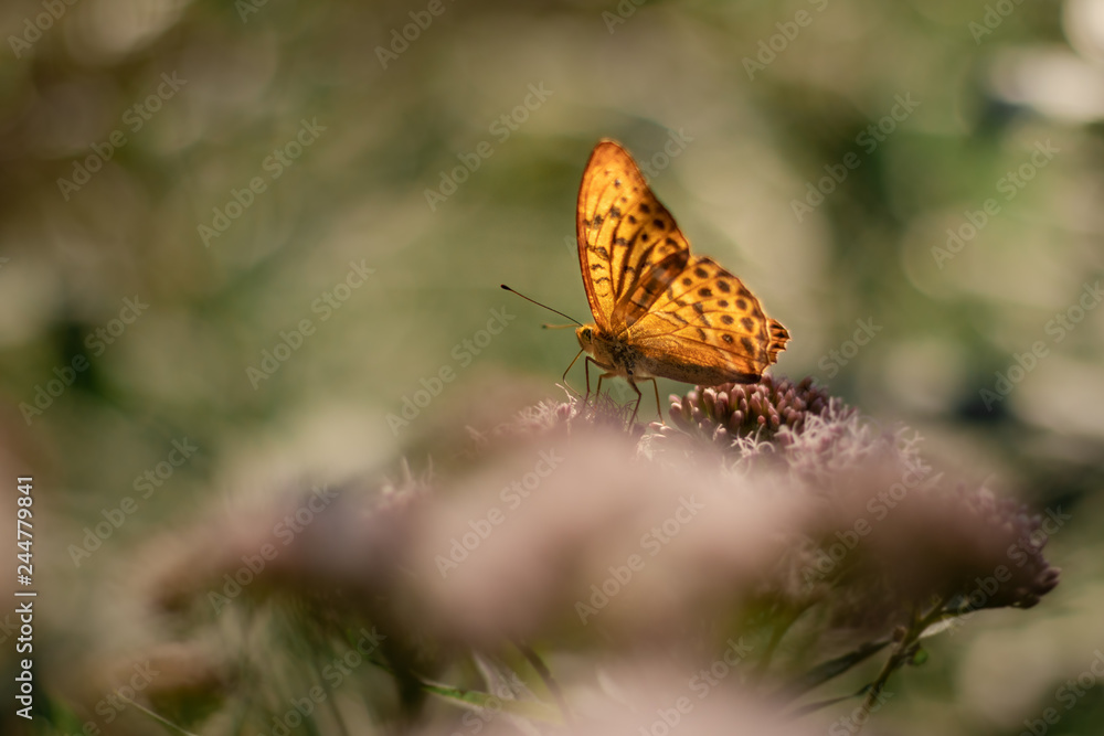 Fototapeta premium Isolated butterfly sitting on a flower. Typical springtime scene. Warm afternoon, vivid colors, delicate and beautiful nature.
