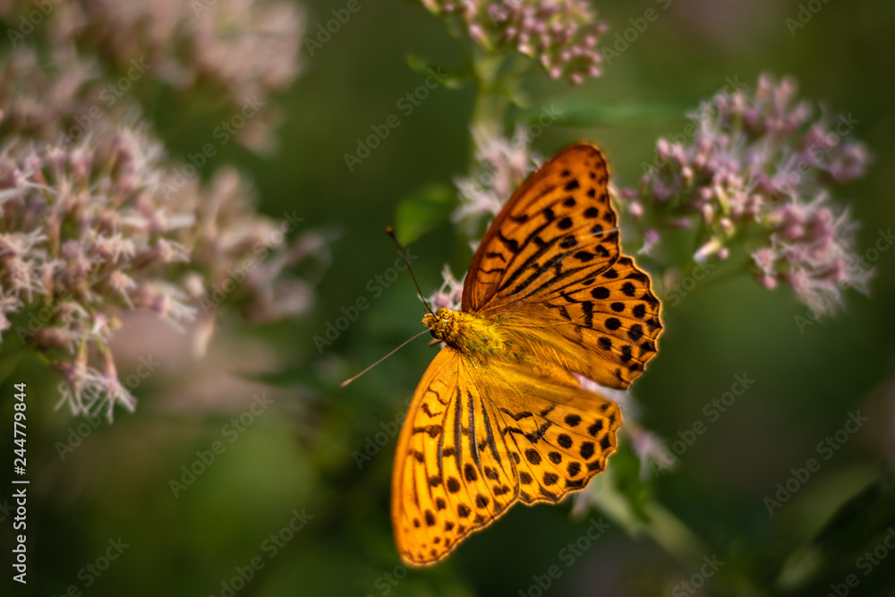 Isolated butterfly sitting on a flower. Typical springtime scene. Warm afternoon, vivid colors, delicate and beautiful nature. Isolated butterfly sitting on a flower. Typical springtime scene. Warm afternoon, vivid colors, delicate and beautiful nature.