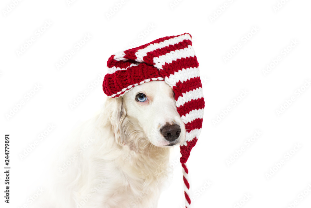 Fototapeta premium CHRISTMAS DOG COSTUME. CUTE PUPPY WEARING A STRIPED RED SANTA HAT WITH BLUE EYES. ISOLATED AGAINST WHITE BACKGROUND.