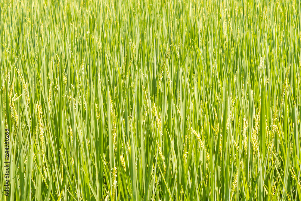 Rice Field Background, Green Background.