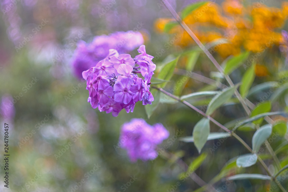 Fototapeta premium beautiful summer flowers