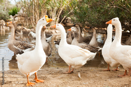 Fotografia Domestic geese on pond